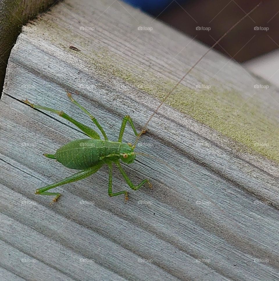 Grasshopper in the backyard