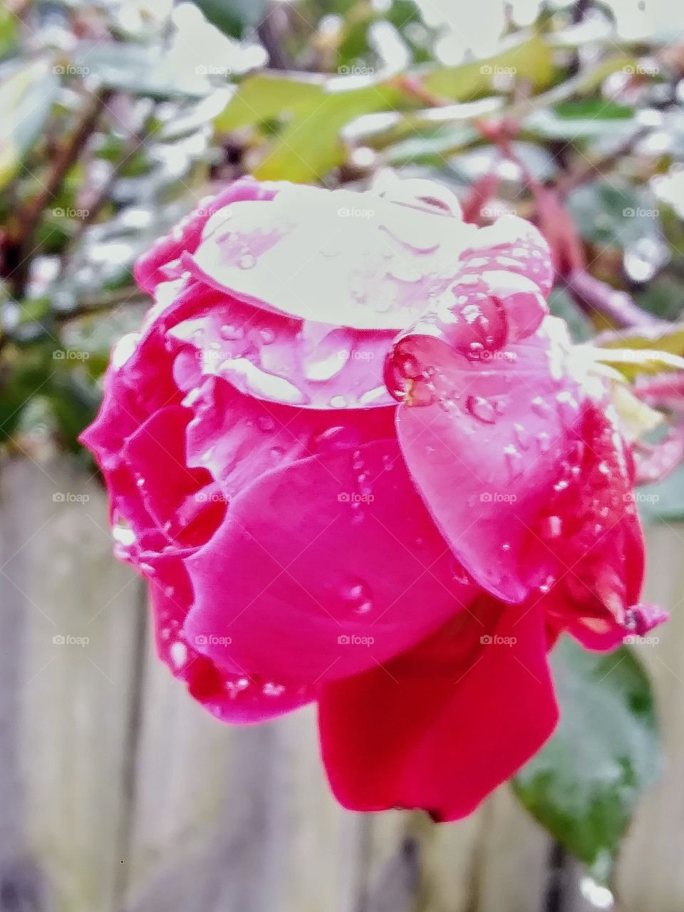 rose on a rainy day