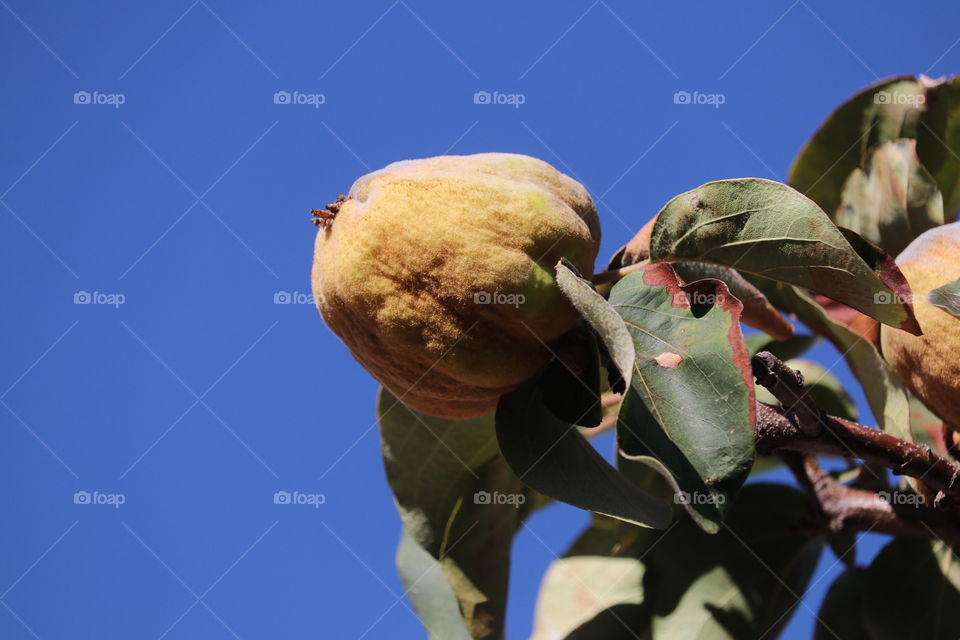 Ripe yellow quince fruit on quince tree against vivid clear blue sky, member of the pear family, power super food, flesh is yellow and turns bright or deep red when cooked. Ingredient for quince paste, canning and preserving, healthy full of vitamins