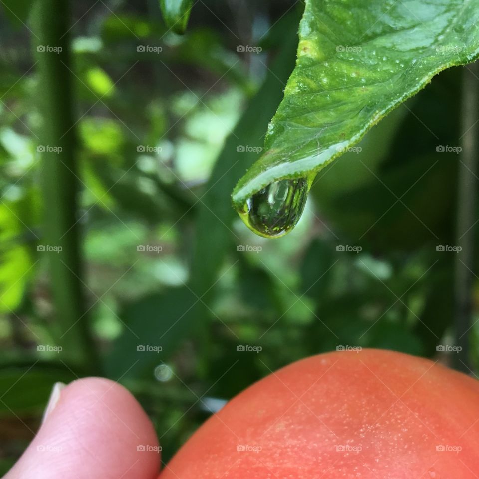 Drop of water ready to fall off leaf tip in vegetable garden, closeup.
