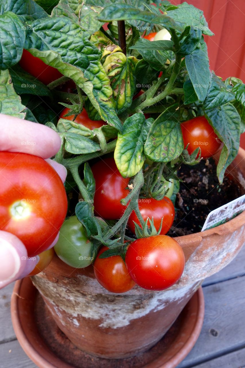 I only planted one tomato plant but it is full of tomatoes and the taste delicious.