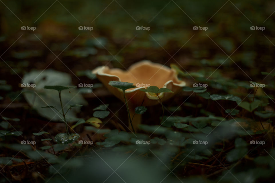 Mushrooms in autumn forest in sunny day