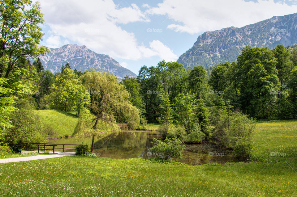 Pond near the trees