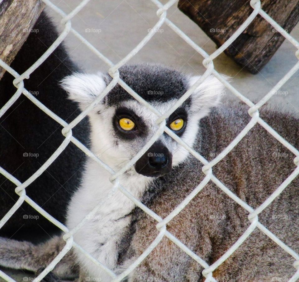 Wild eyes lemur