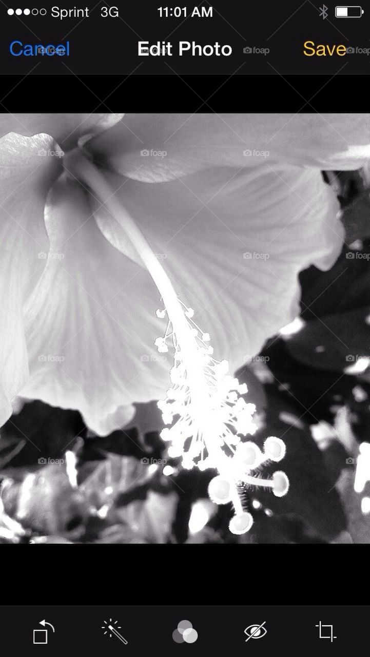 White exotic Hibiscus 