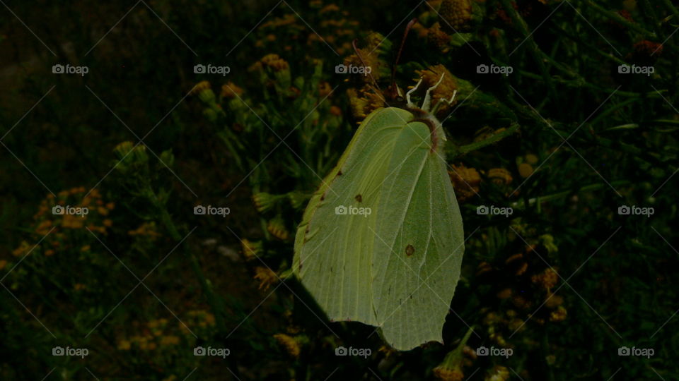 Schmetterling auf einer Blume