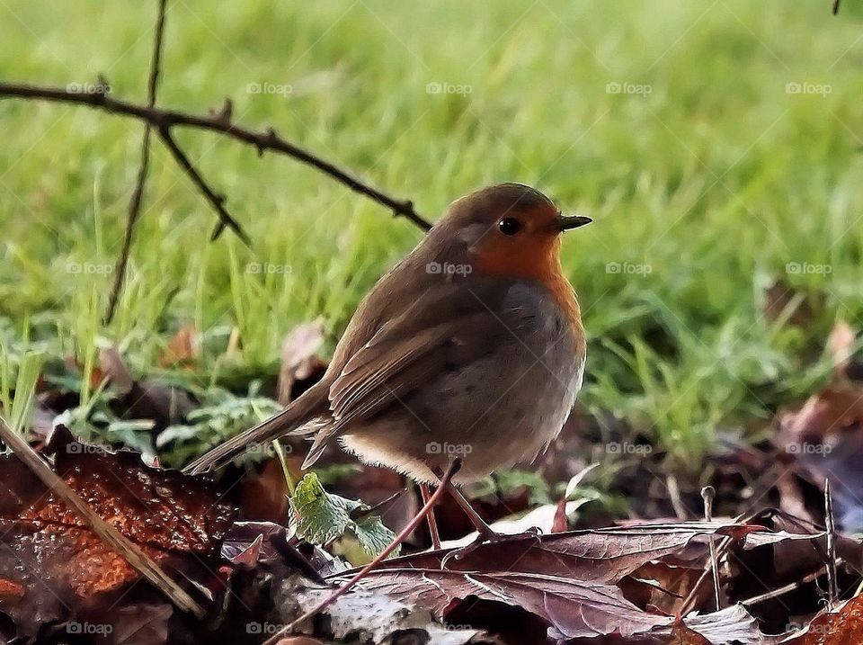 Robin. Robin in the brambles