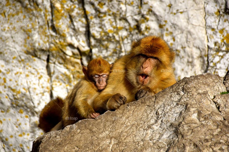 Mammal, No Person, Nature, Monkey, Wildlife