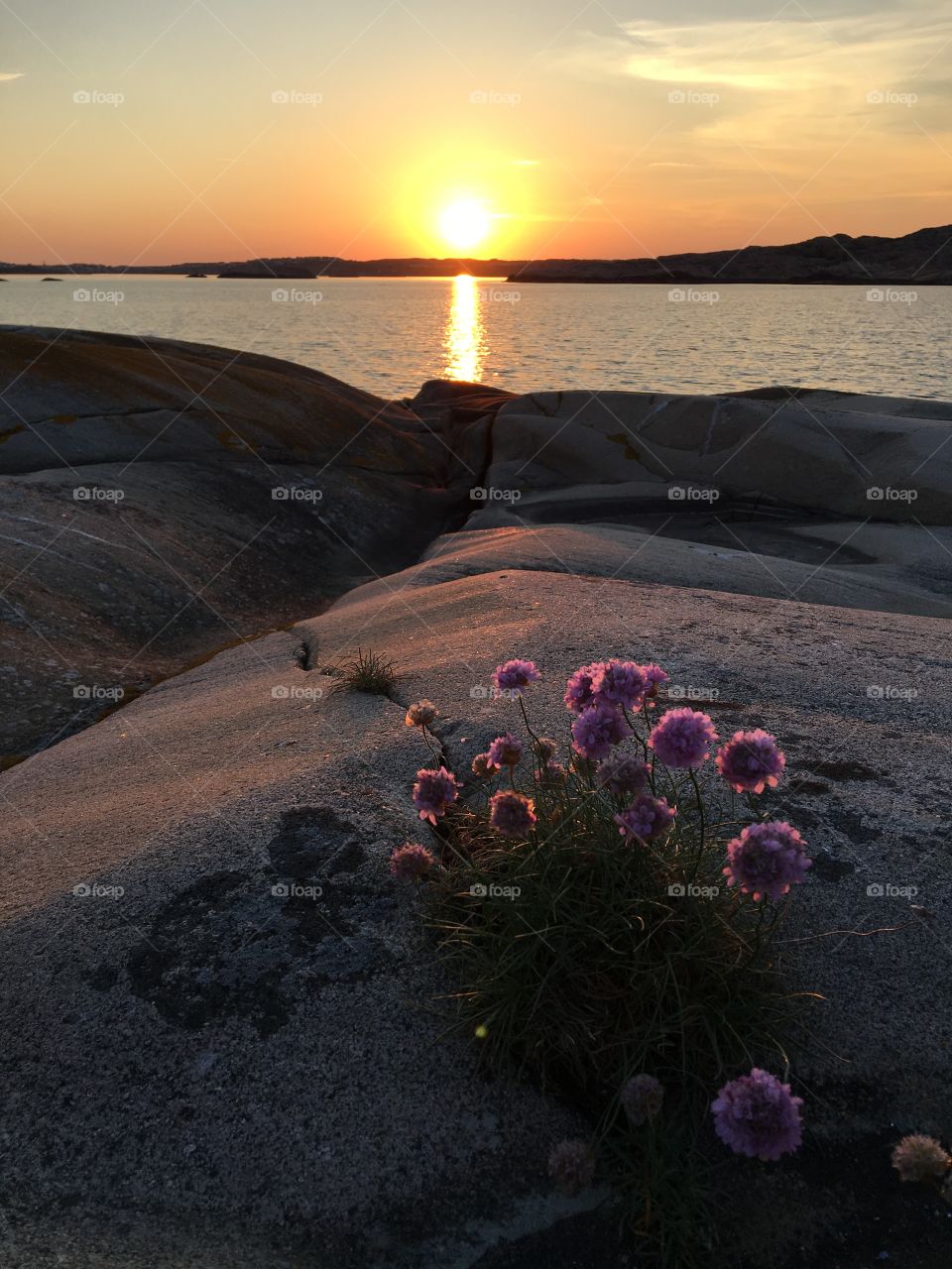 View of flowers in front of sea at sunset