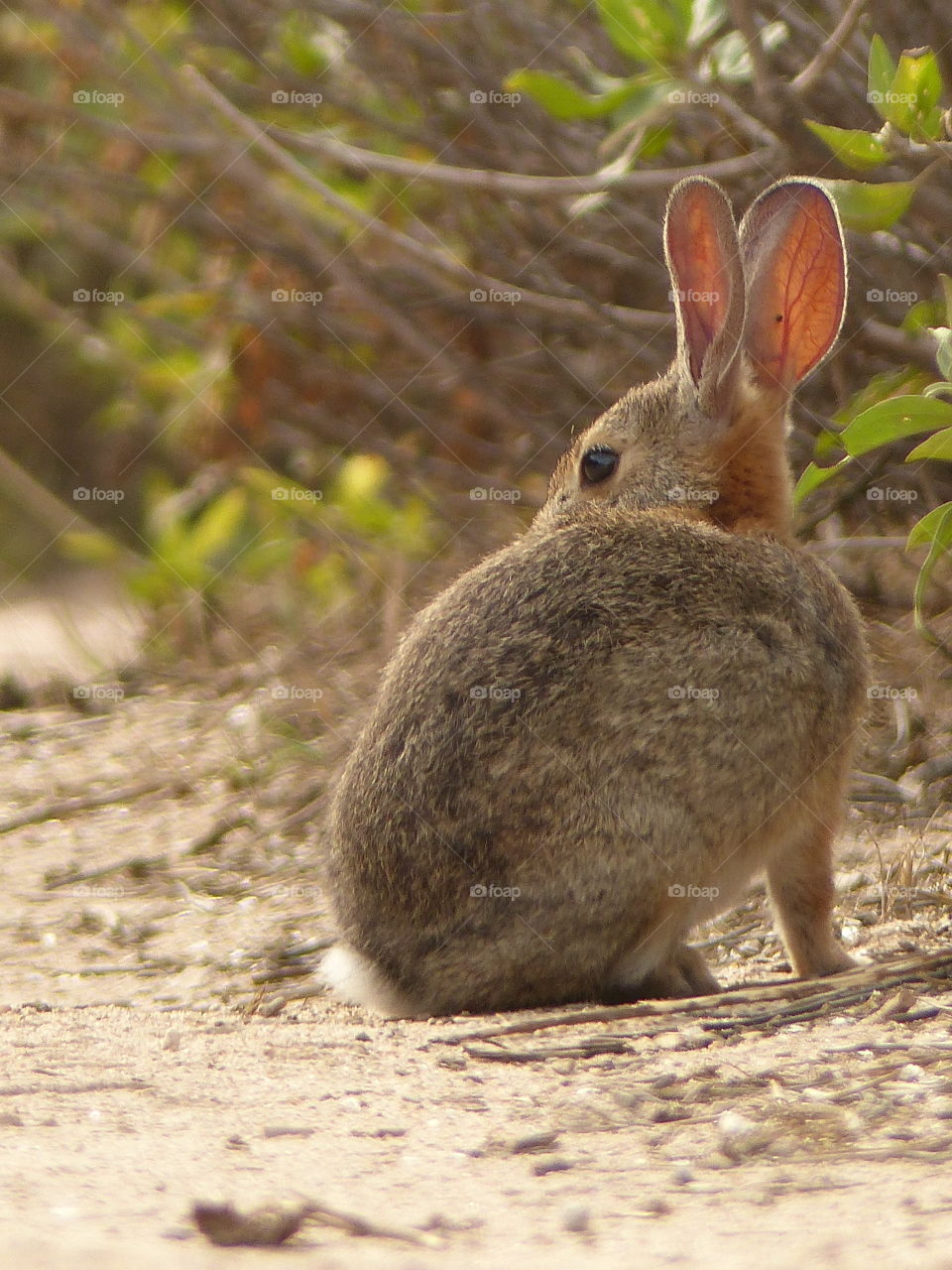 Close-up of rabbit