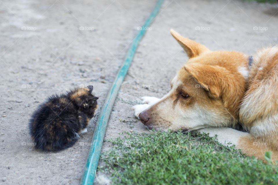 Cat and dog friendship