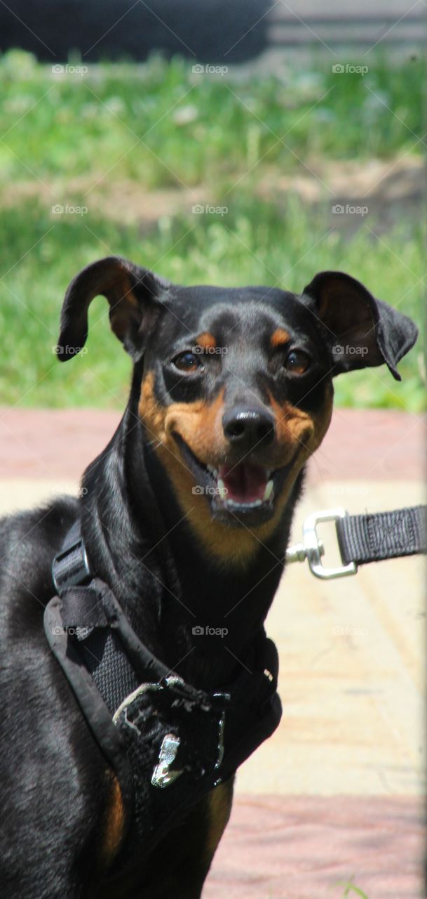 Closeup of young Miniature pinscher dog on leash looking into camera 