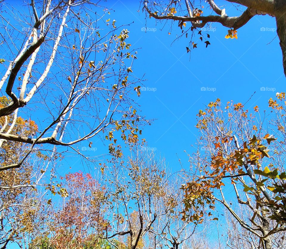 Autumn trees and leaves