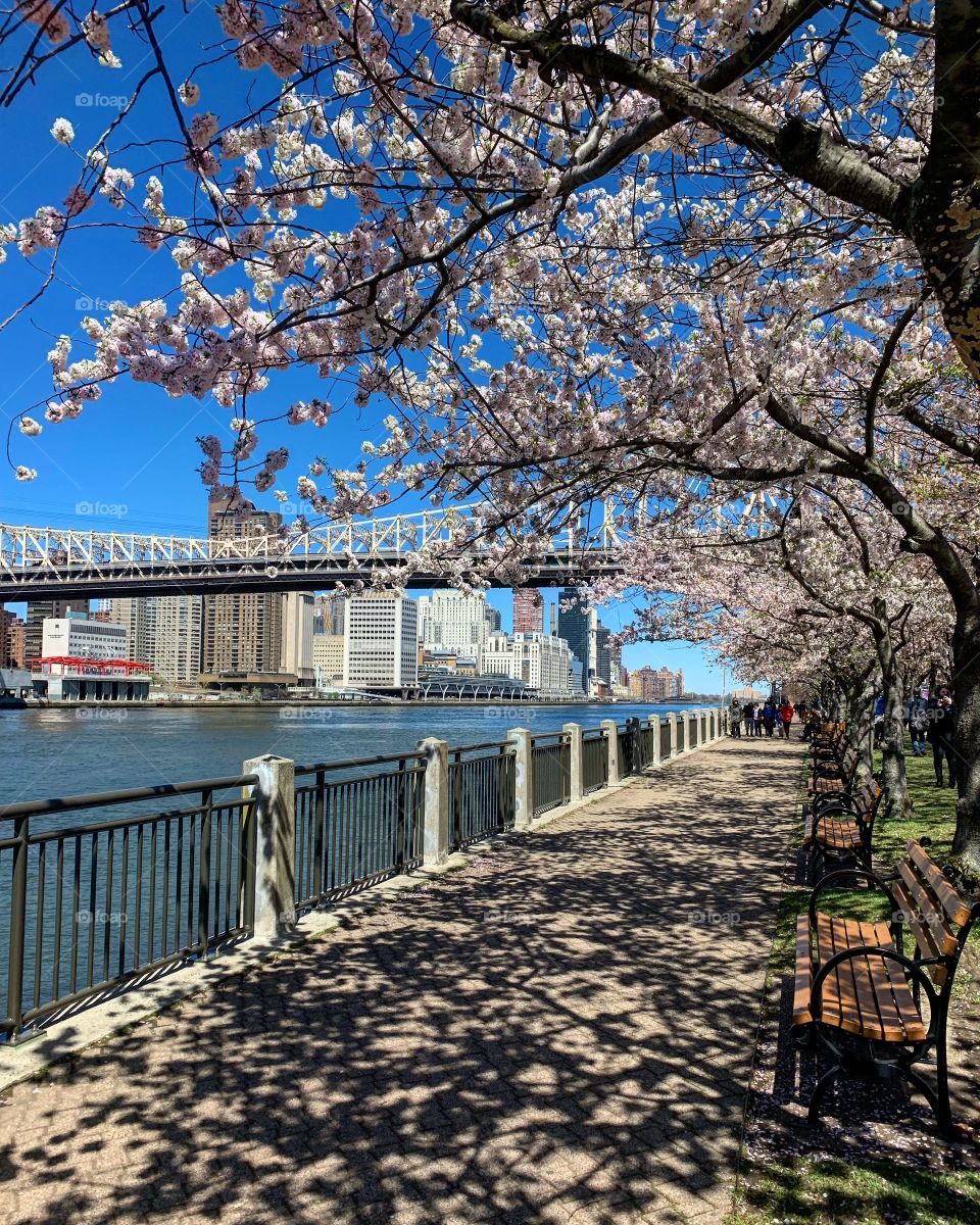 Spring in New York, cherry blossom, New York in bloom, Roosevelt island