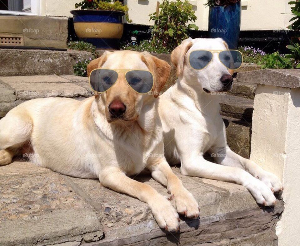 Cool puppies!