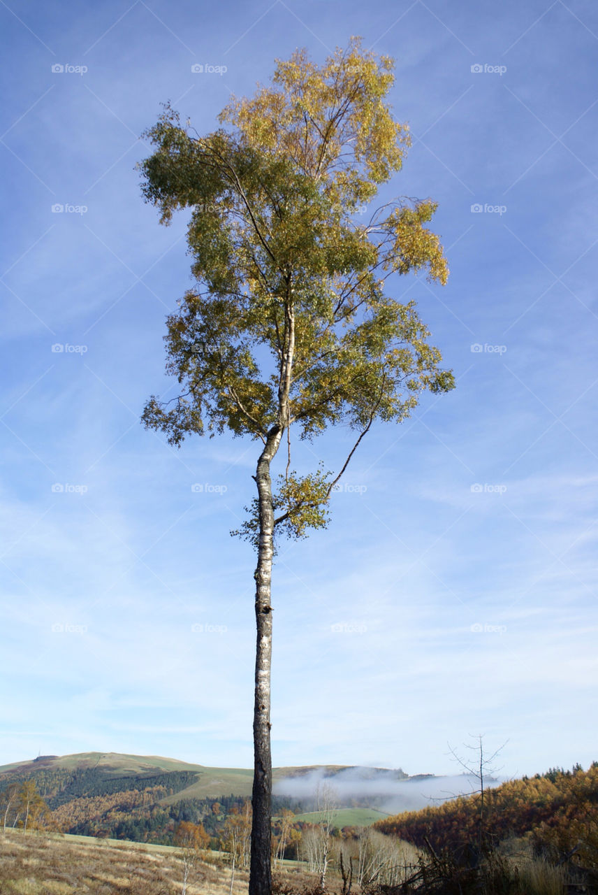 sky tree birch mist by craigcpaterson