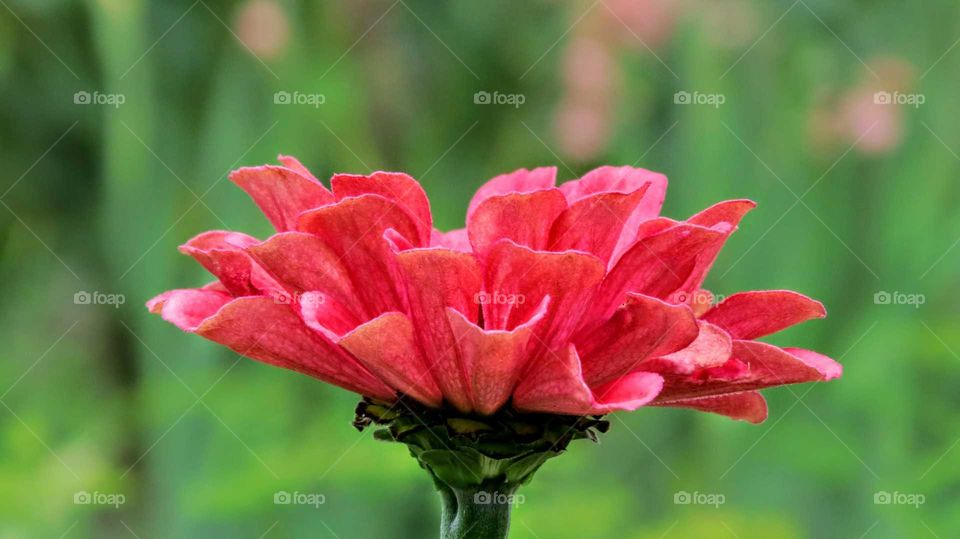 Side view of Delicate Flower