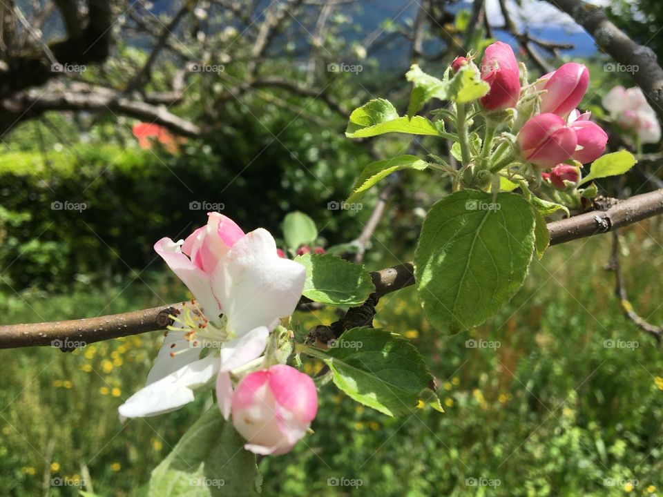 Apple tree flowers