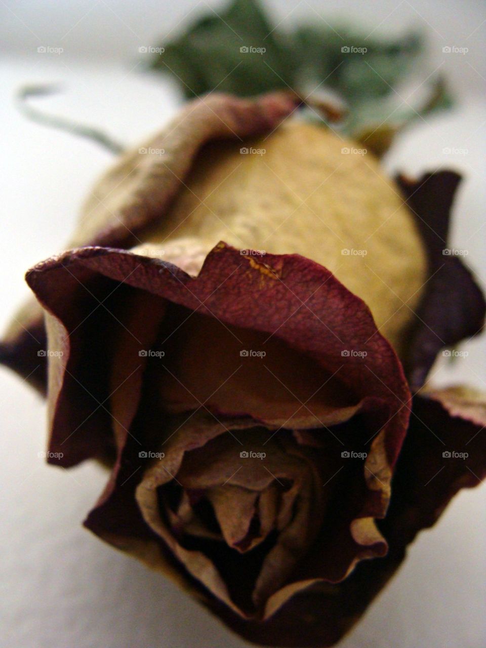 dried rose
