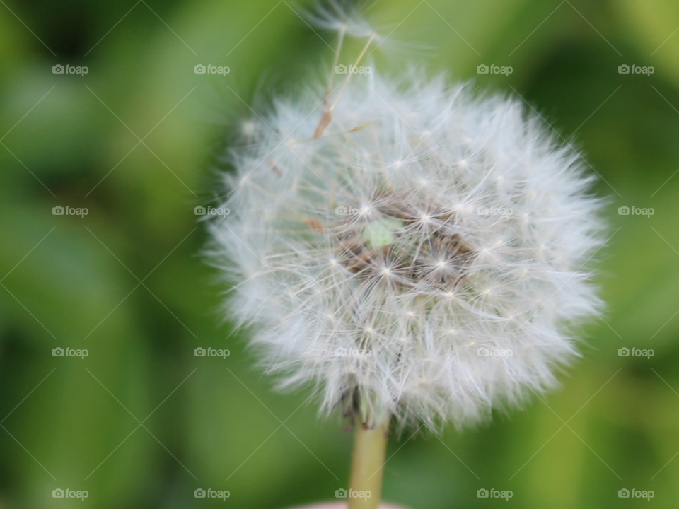 Dandelion . A screenshot of my video 💕 It's beautiful and really captures and focuses on the plant. This is great as you don't always have the chance to capture these as they don't appear in some seasons or the shape isn't formed perfectly 💭 