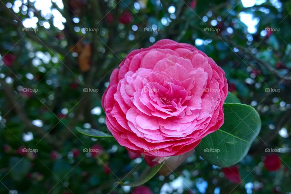 Closeup of a pink flower