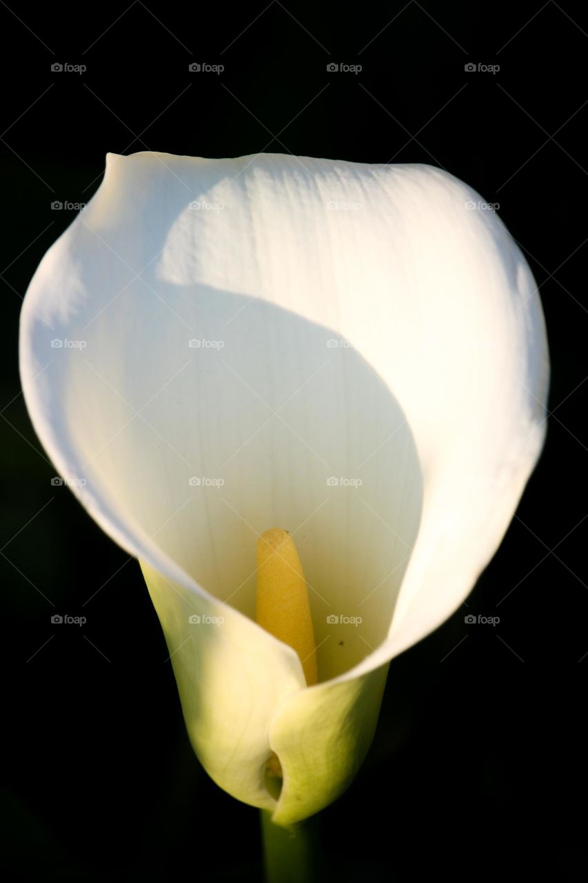 Close up of a calla Lilly in the sun