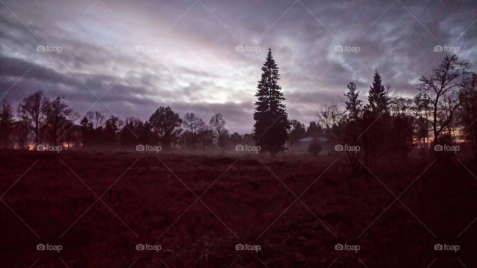 Night and mysterious forest🌳🌲 Picturesque landscape🌳🌲