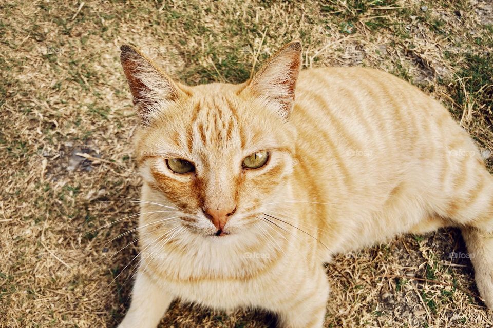 Afternoon shenanigans with this ginger tabby.