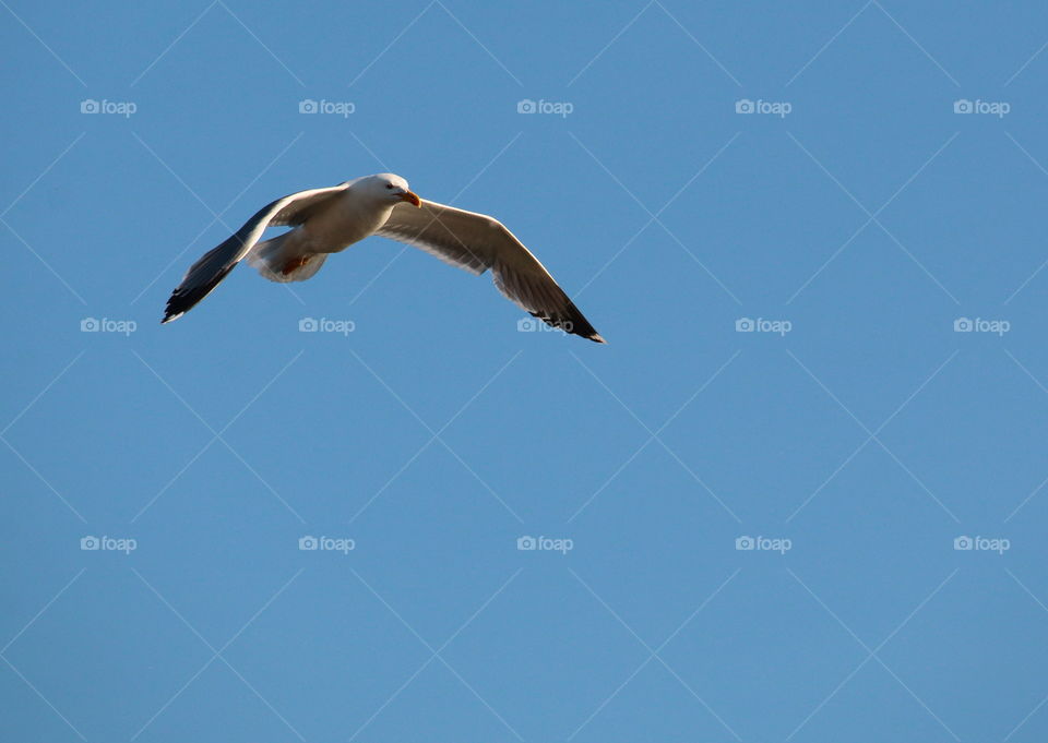 Flying Seagull