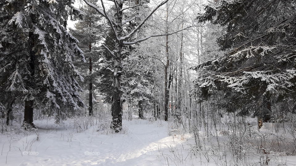 ray of sun on the snow in the forest