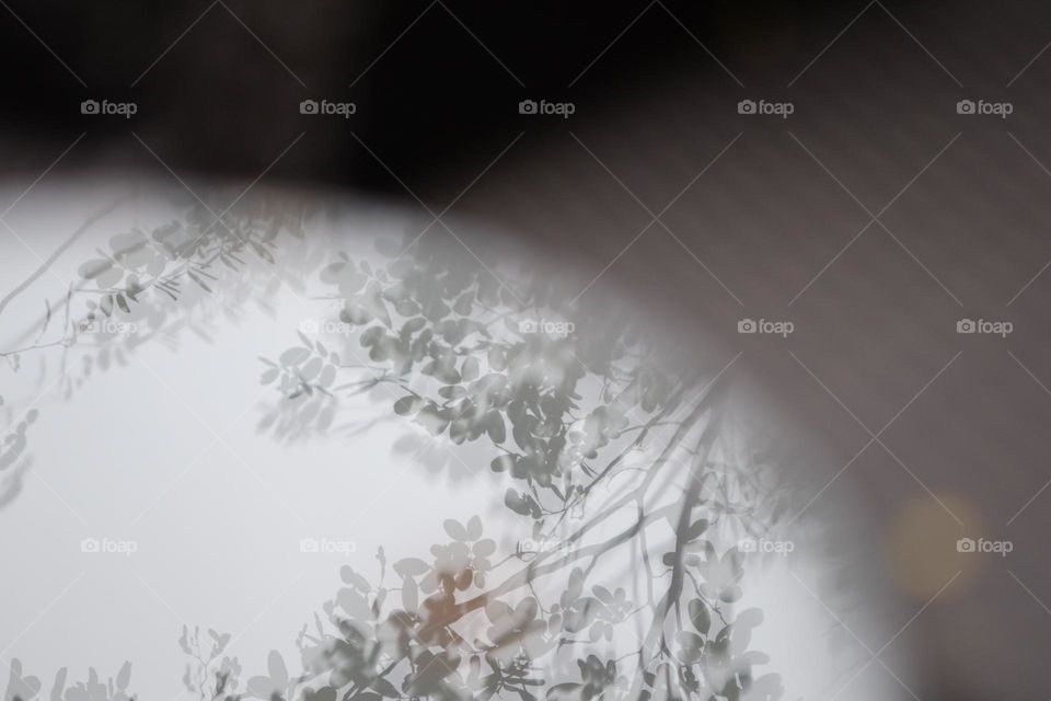 reflection of tree