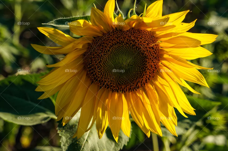 Sunflower