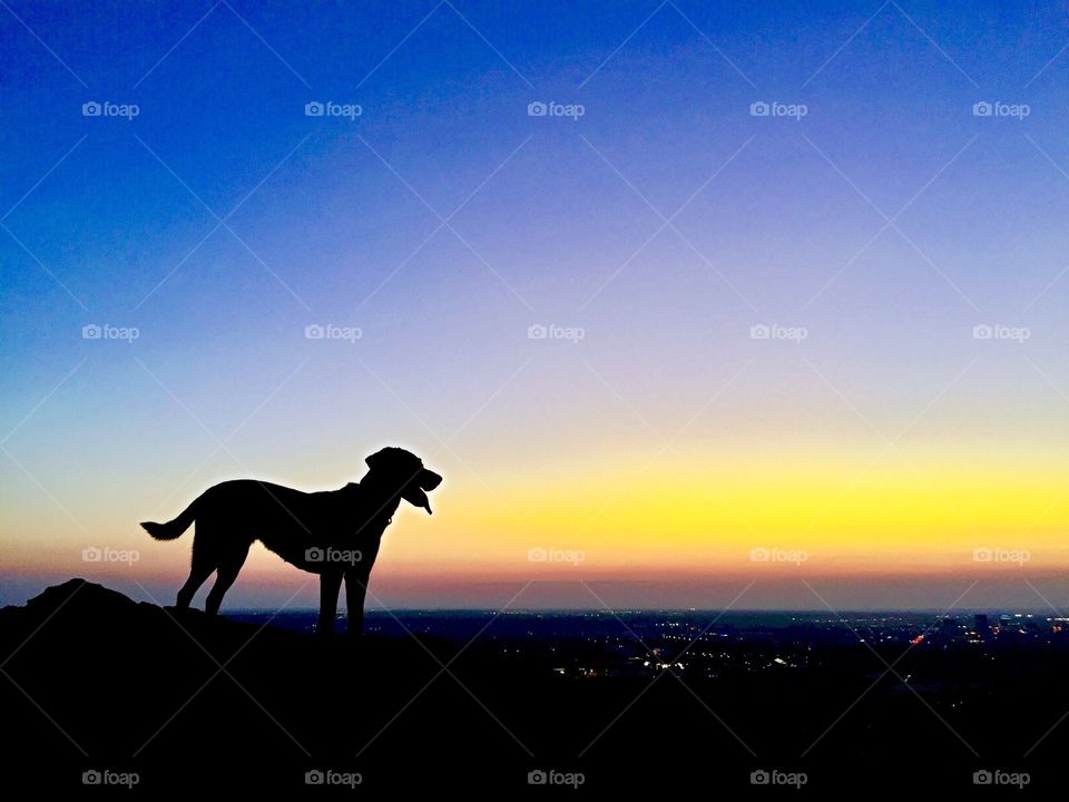 Silhouette of a Labrador Retriever against the backdrop of a beautiful sunset in Boise, Idaho. 