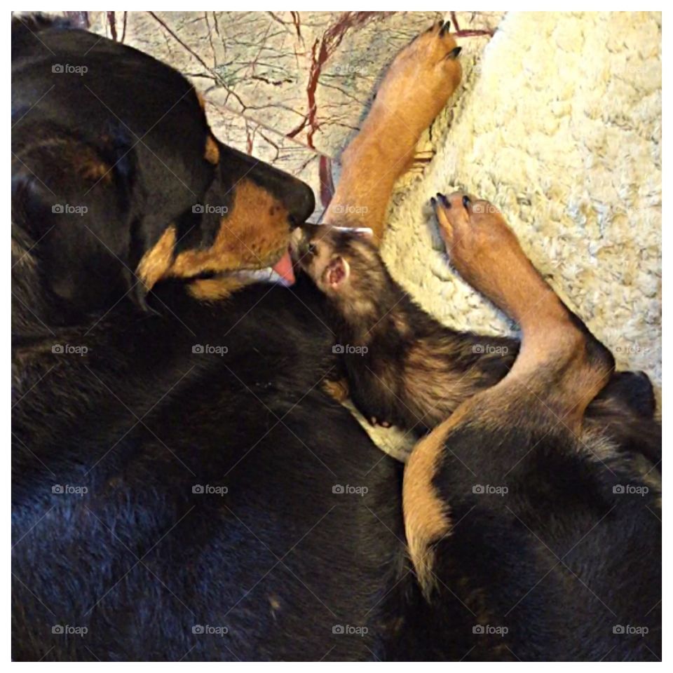 Cutest pets in the world.  110#, 2yr old male Shepard/rotti mix kissing a 2#, 1 yr old ferret.  Best buds