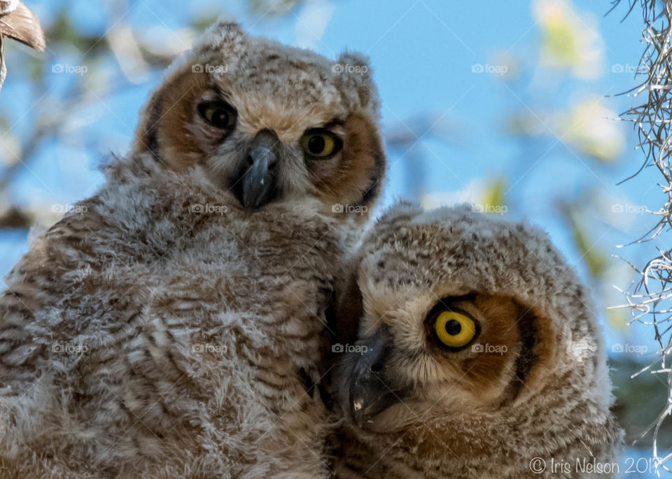 Baby owlets waiting for mom