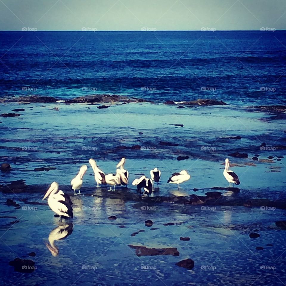 Pelicans at the beach