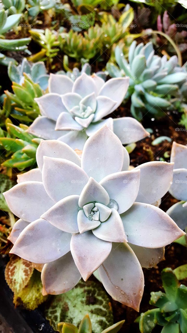 Big succulents after watering