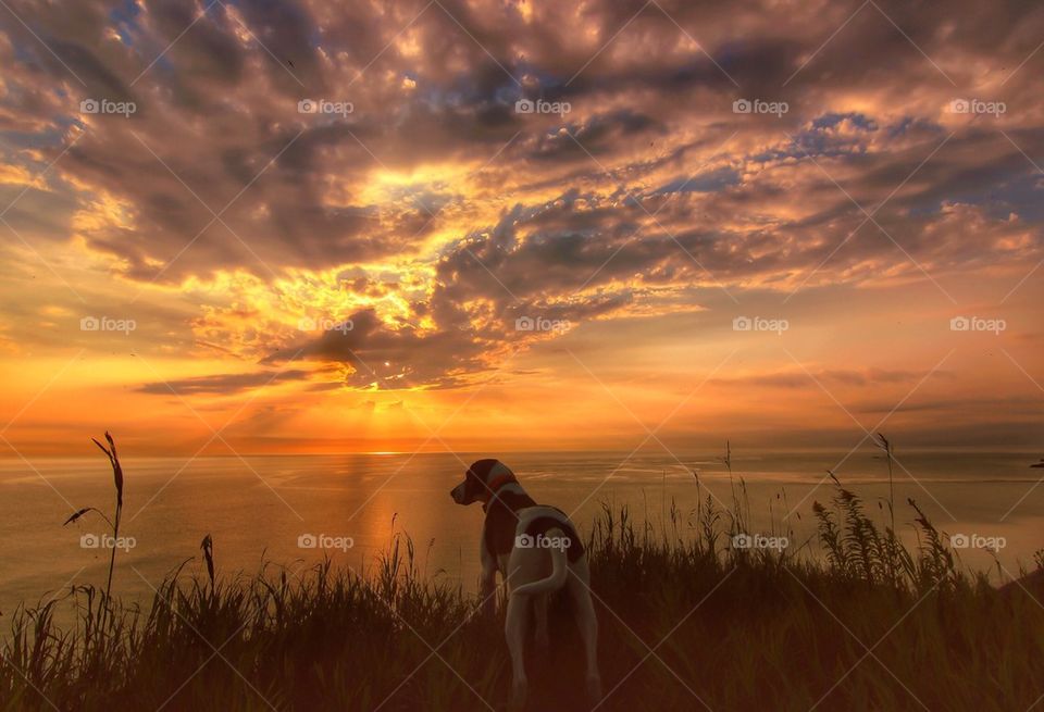 Coonhound Sunrise 