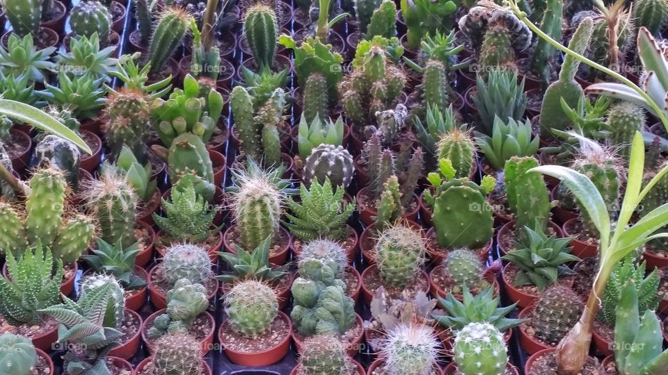 Small cactuses in a flower shop