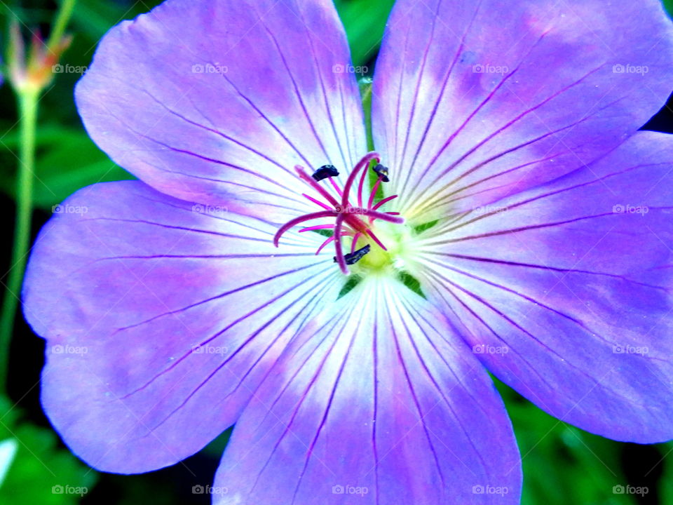 Beautiful details in the garden! 🍃🌼🍃