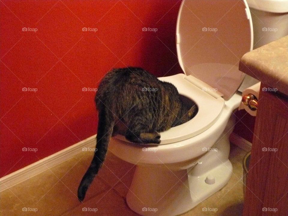 Cat drinking from a toilet