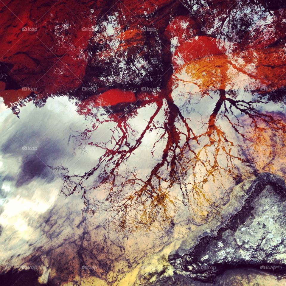 tree water rocks mirror by pedrolutterbach