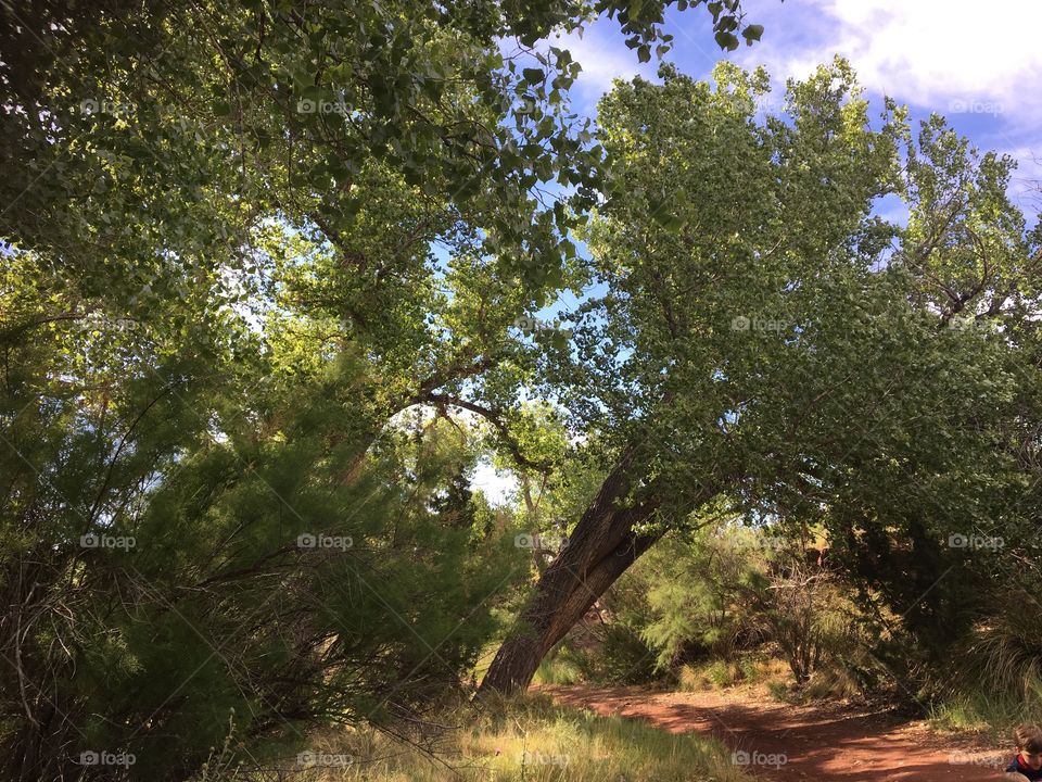 Woodsy archway