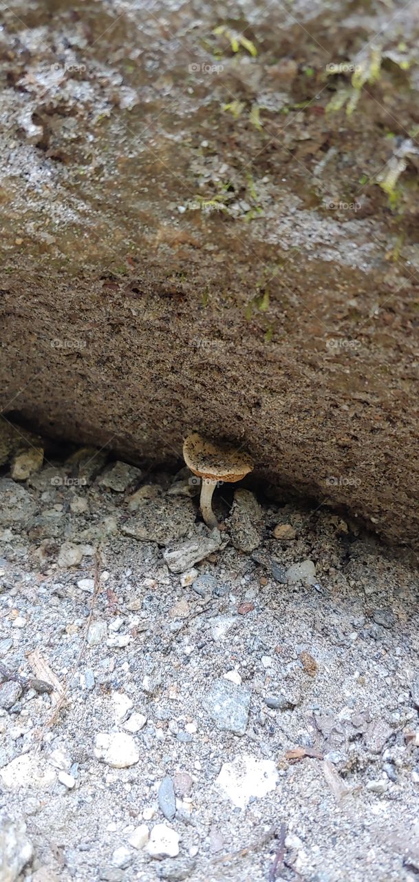 mushroom in the wild