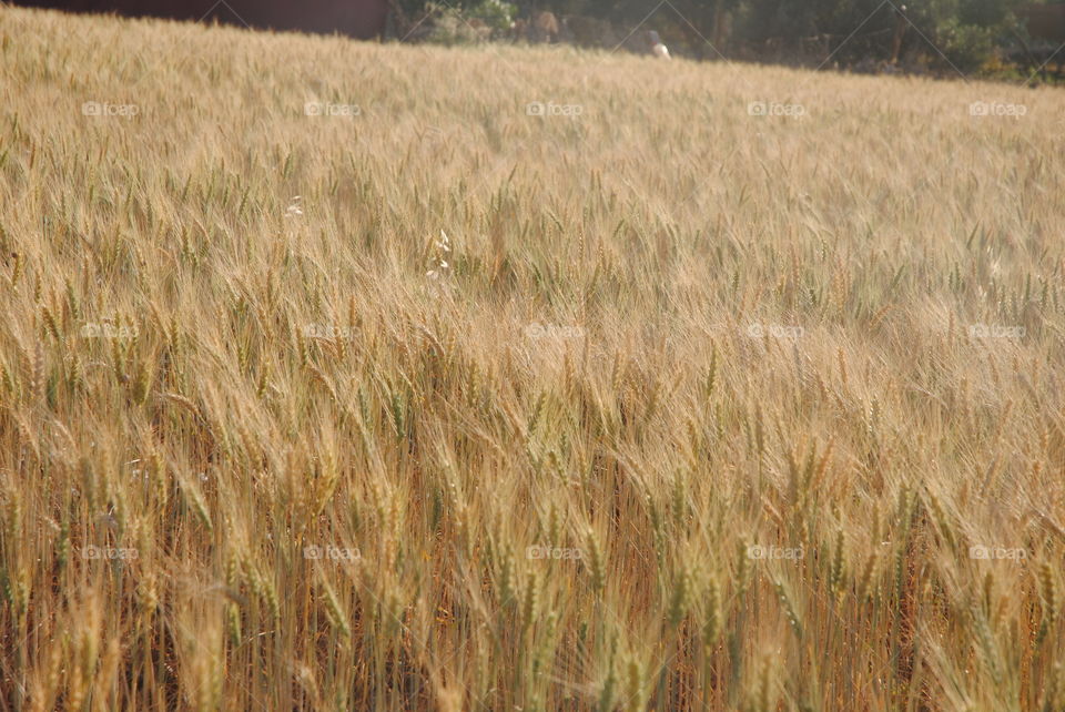 Wheat fields