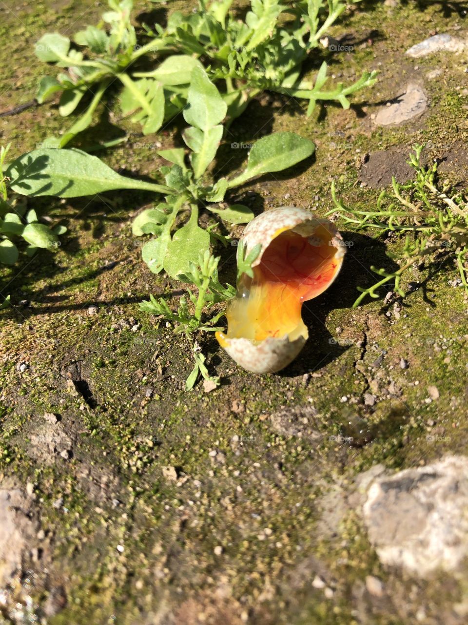 closeup of broken bird egg