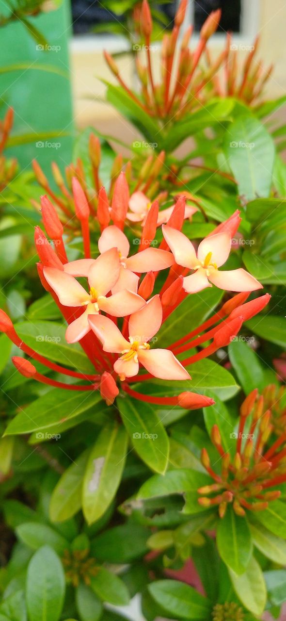 Ixora coccinea is a species of flowering plant in the Rubiaceae family.