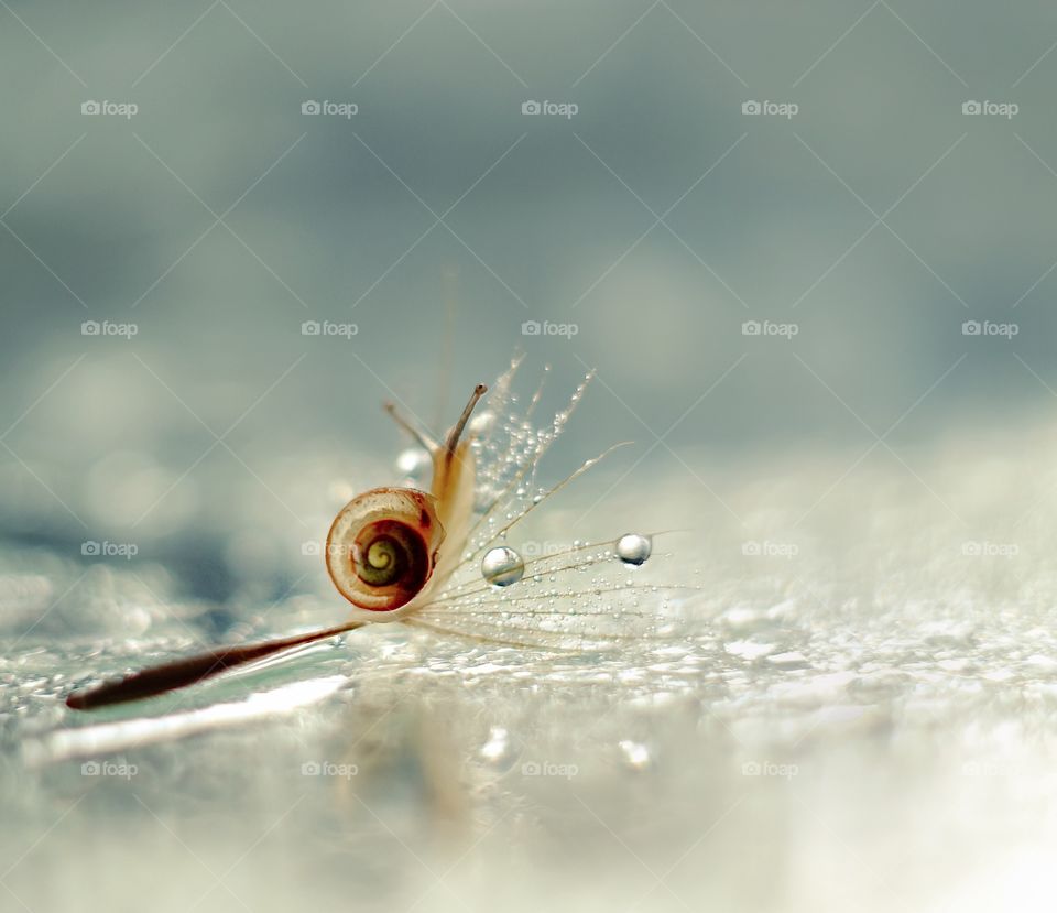 Snail on dandelion with drops 