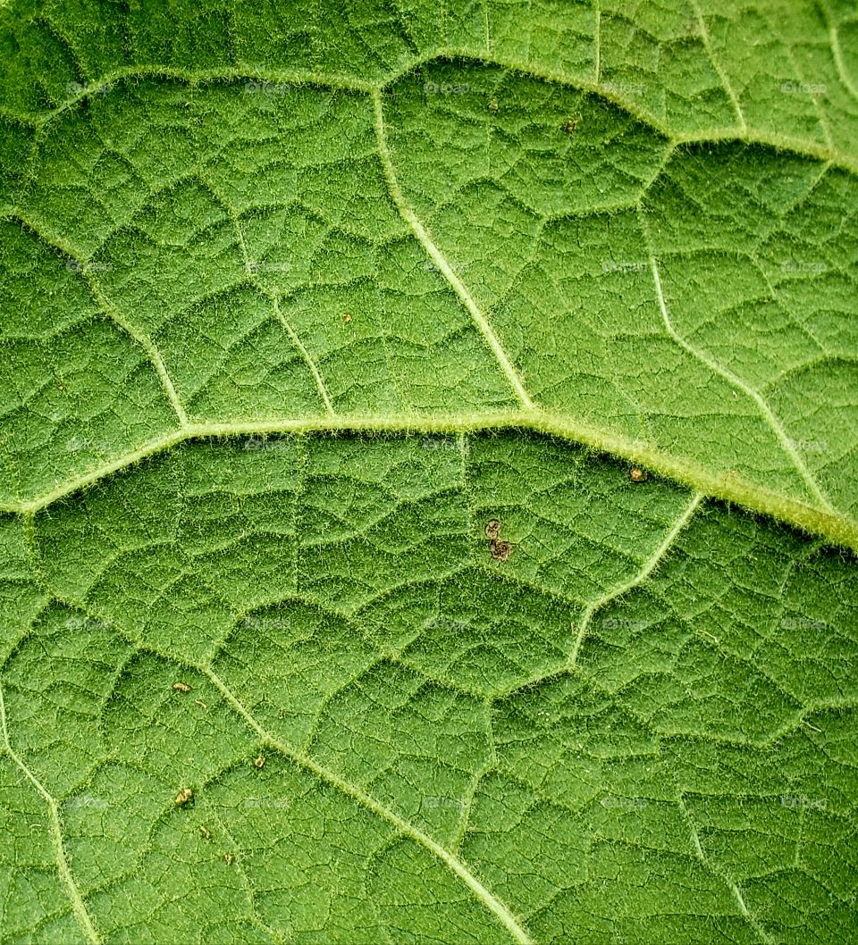Underside of a mullein leaf