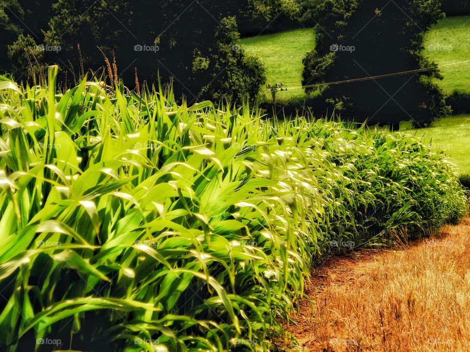 Maize. Crops